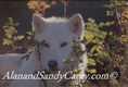 White Wolf in Autumn, Montana