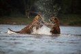 Bengal Tigers fighting in river