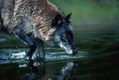 Gray Wolf in Black Phase, Drinking water in Montana