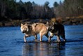 Gray wolf pair crosing River