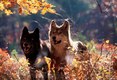 Gray wolf pair togather in Autumn