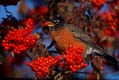 Robin feeing Mountain Ash berriers in Autumn
