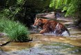 Siberian Tiger running in stream on Hot summer day
