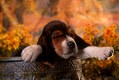 Autumn napping Basset Hound