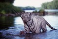 White Bengal with stick in River