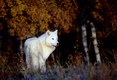 White Wolf in Autumn, 