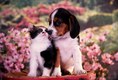 Calico Kitten and Beagle Puppy Nuzzling
