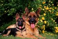 German Sheperd and Puppy