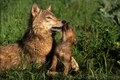 Gray wolf Puppy nuzzling its Mother
