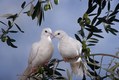 12White Sacred Dove Pair sitting on Olive