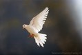 15. Flying White Dove