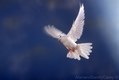 17. White Sacred Dove flying