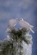 18. White Sacred Dove pair in Winter Ice
