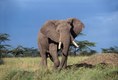 Agressive Bull Elephant Maasai Mara Kenya