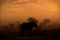 Bull Elephant in early morning mist Kenya