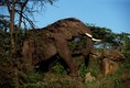 Bull Elephant Maasai Mara