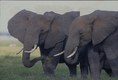 Bull Elephants Maasai Mara Kenya