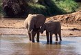 Cow and Calf Elephant drinking Samburu Kenya