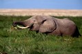 Elephant Feeding on tall grass in Amboseli Park Kenya