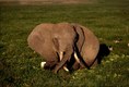 Elephants feeding Ambosli Kenya