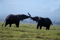 Elephants fighting, Kenya