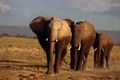 Three Elephants walking in Amboseli Kenya