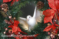 Sacred White Dove sitting in Christmass Wreath