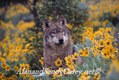 Grey wolf in arrow leaf balsam root flowers 