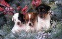 Jack Russel Terrier Puppies playing in Winter Frost