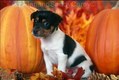 Jack Russel Terrier Puppy Playing in Autumn
