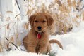 Golden Retriever Puppy Playing in Snow