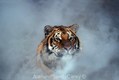 Bengal Tiger in the early Morning Fog