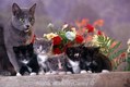 Mother Cat with her Kittens in Flower Garden
