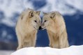 I am so glad to Nose you, White Wolf Couple in Winter