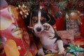 Beagle Puppy Playing with Candy Cane under Christmass Tree