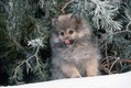 Pomeranian Puppy in Winter