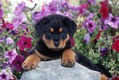 Rotteiler Puppy playing in Flowers