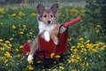 Shelty Puppy lounging in Red Cart