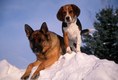 German Shepard and Beagle in Winter, Montana