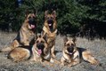 German Shepard Family and friends