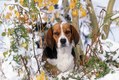 Beagle in Autumn Snow