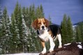 Beagle on rock in Montana mountains