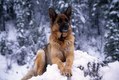 German Shepherd in winter snow