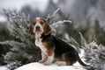 Beagle Puppy in winter snow