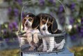 Beagle Puppy Pair playing in Wire basket