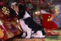 Beagle Puppy playing under christmass tree