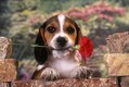 Beagle Puppy with Carnation on Rock wall