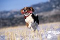 Beagle running with Toy Bone in Winter, Mt