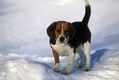 Beagle Walking on snow hill