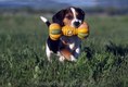 Cute Beagle puppy running with chew toy